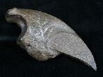Fossil Giant Sloth Claw - Extremely Well Preserved #9353-3